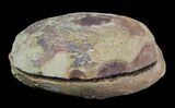 Rhaphidiophorus Fossil Worm (Pos/Neg) - Mazon Creek #70584-3